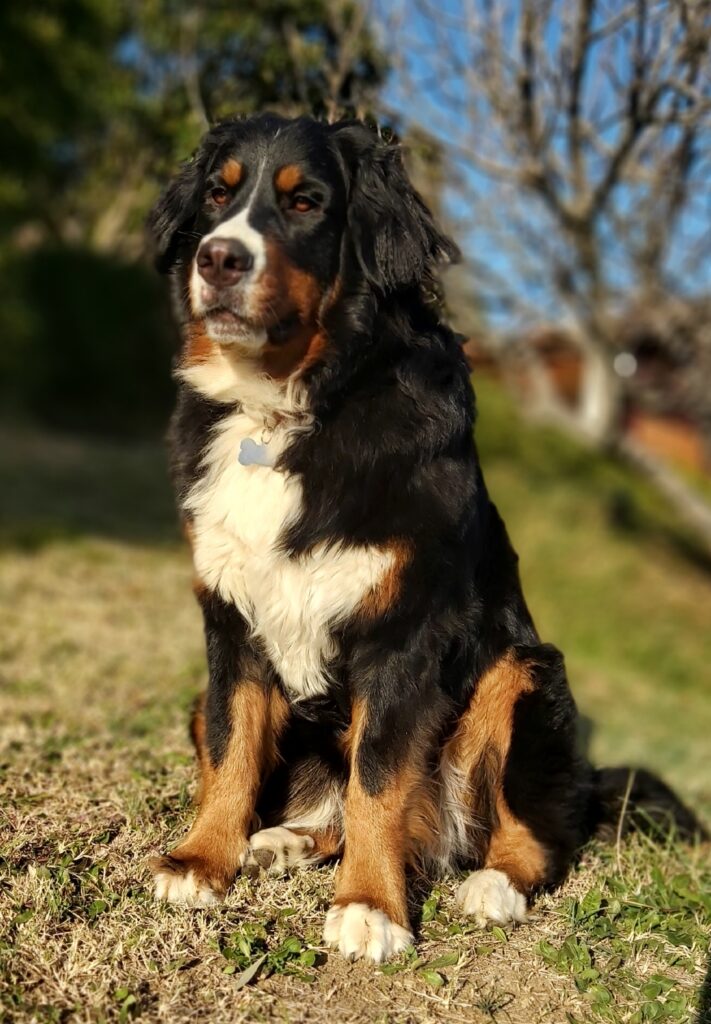 Questa immagine ha l'attributo alt vuoto; il nome del file è Moka-pdf_page-0001-2-711x1024.jpg